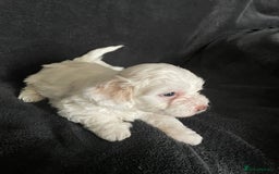Maltipoo dogs for sale: Amazing Maltipoo puppies  - Image 8