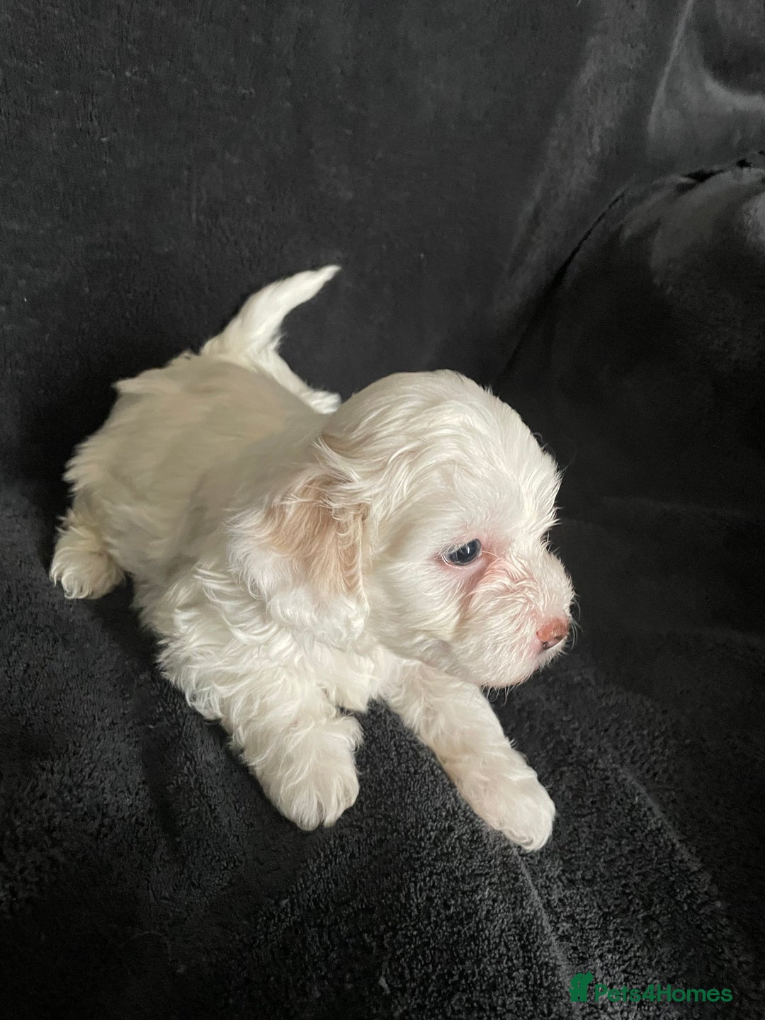 Maltipoo dogs for sale: Amazing Maltipoo puppies  - Image 8