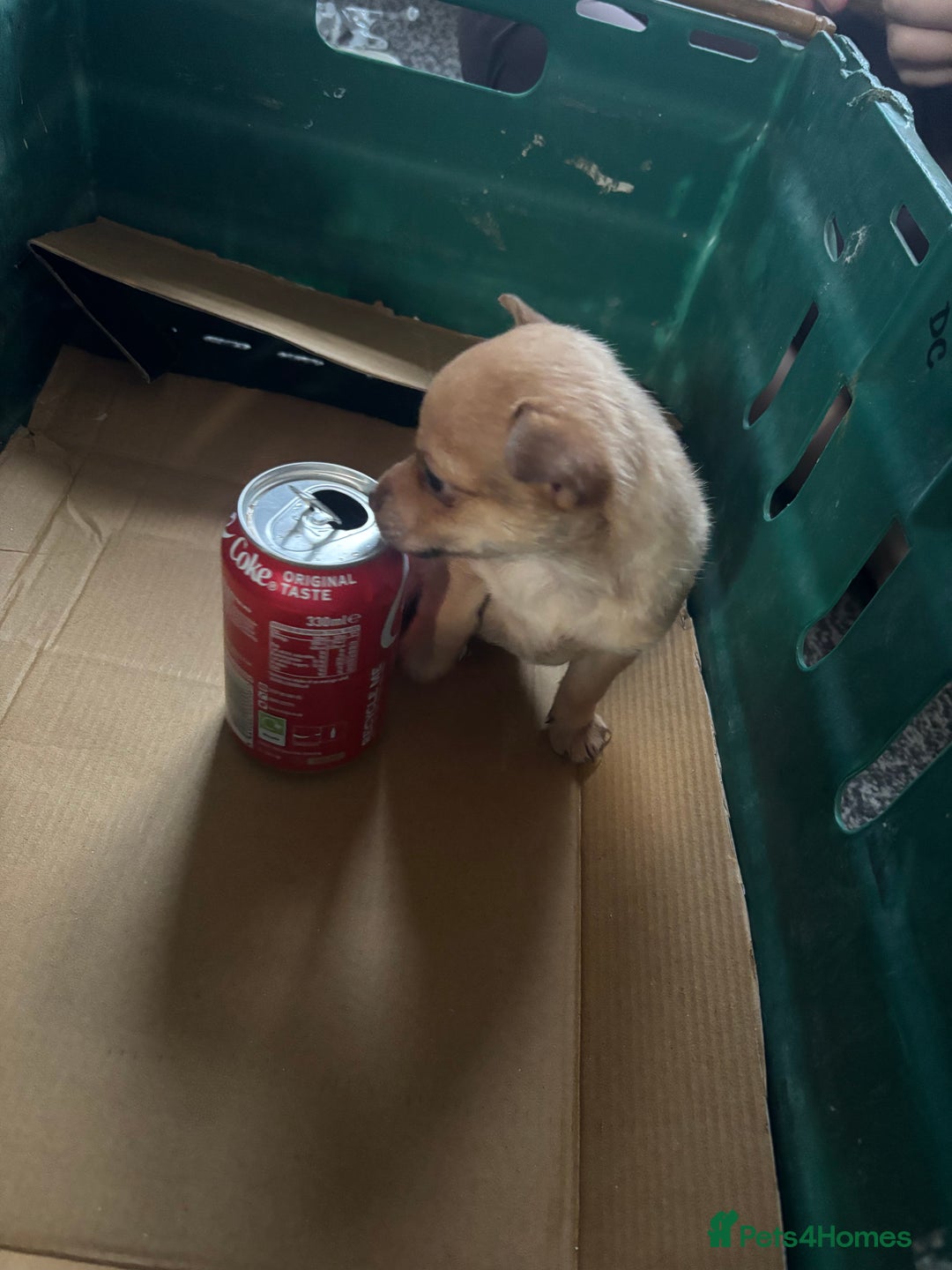 Pomchi dogs for sale: Hi this is my beautiful Pomchi puppy  - Advert 1