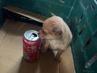 Pomchi dogs Hi this is my beautiful Pomchi puppy - Advert 2