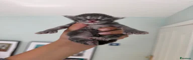 Kovu
