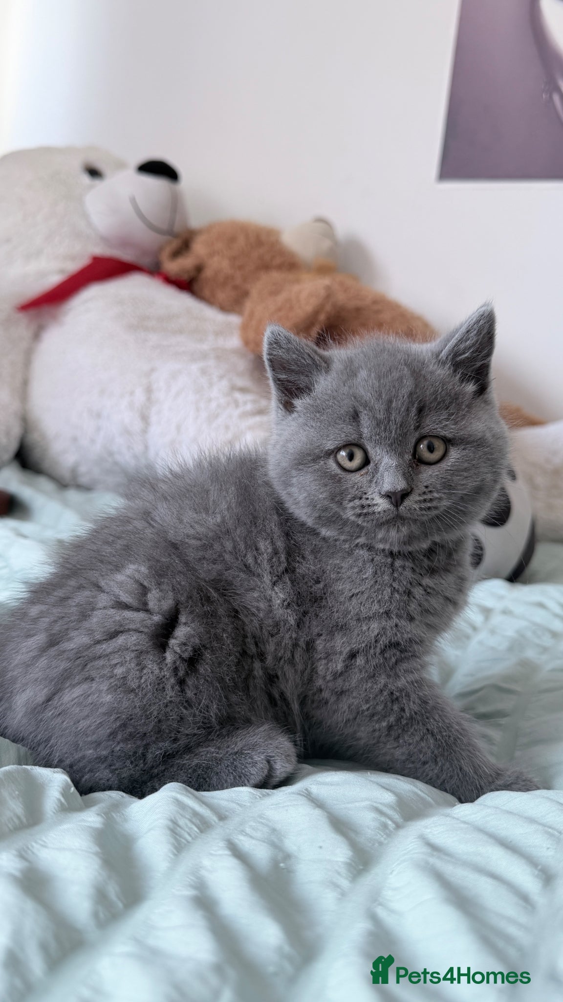 British Shorthair cats 2 Stunning BSH available  - Advert 13