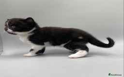 Mixed Breed cats for sale: Beautiful British Shorthair Mix Kittens - Image 7