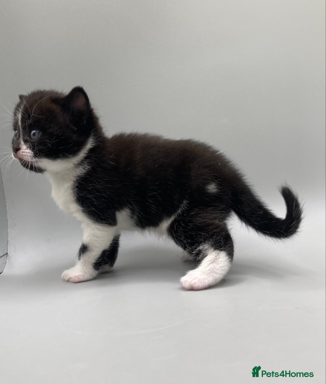 Mixed Breed cats for sale: Beautiful British Shorthair Mix Kittens - Image 7