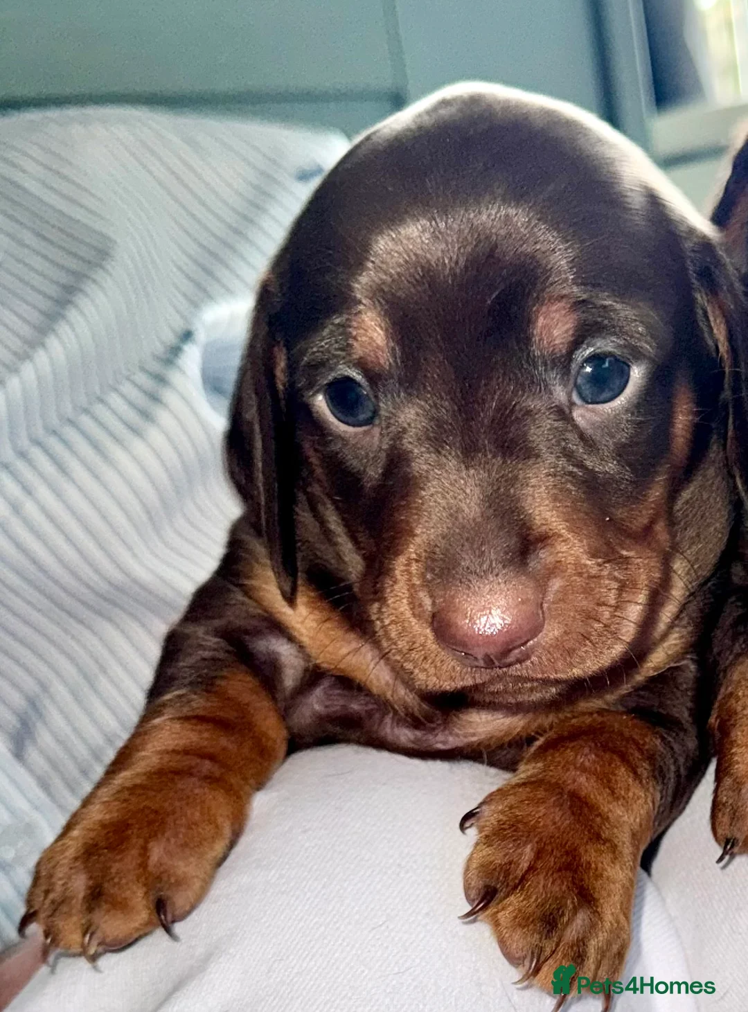 Miniature Dachshund dogs for sale: Just 2 remaining miniature dachshunds for sale - Advert 5