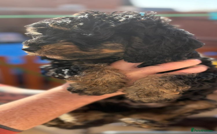 Cockapoo dogs - Advert 15