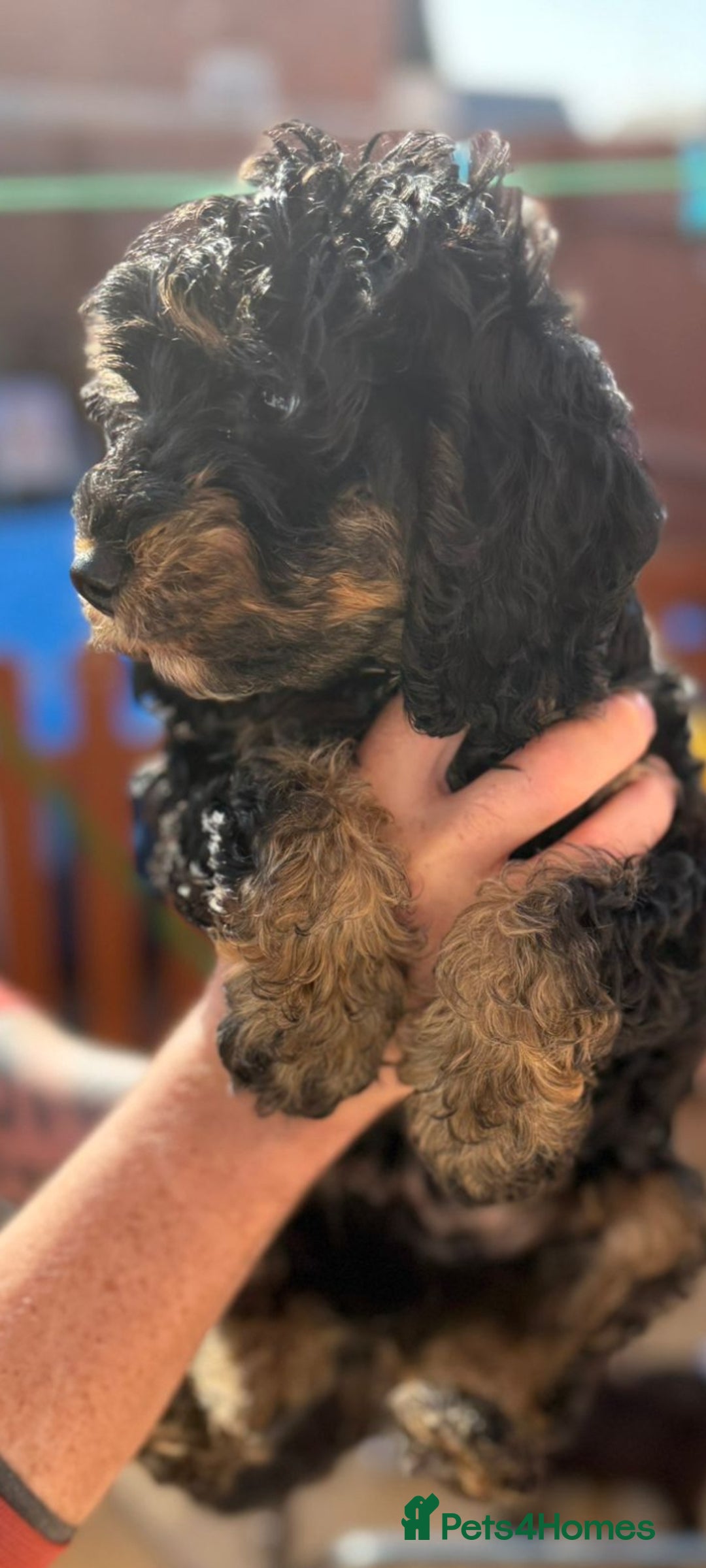 Cockapoo dogs for sale: 3 beautiful toy cockapoos  - Image 1