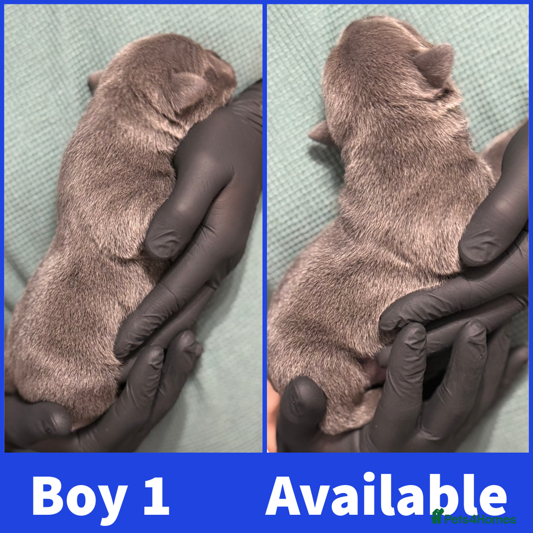 Staffordshire Bull Terrier dogs for sale: KC Registered Mr T & Luminastaffs Puppies - Image 4