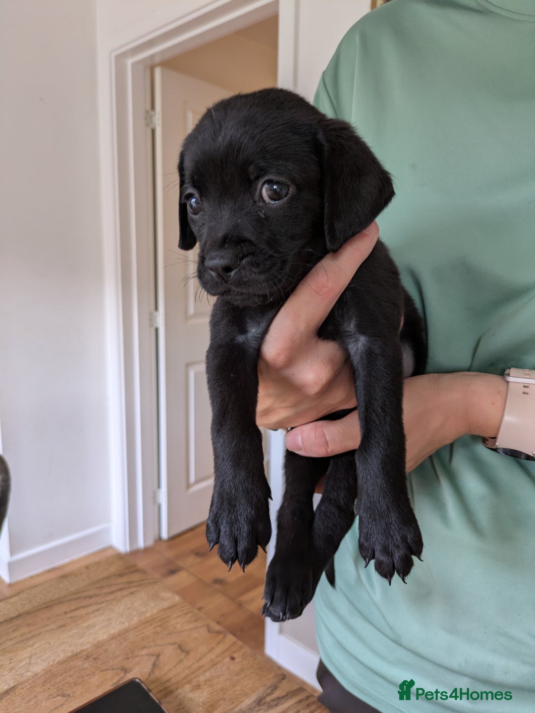 Mixed Breed dogs for sale: Gorgeous Black Poogledoodles Kid-Friendly Beauties - Image 27