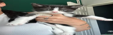 Mixed Breed Kitten 1