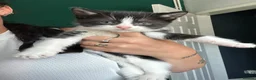 Mixed Breed cats for sale: Male and female kitten - Advert 2