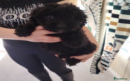 Cavapoo dogs for sale: Cavapoo puppies - Image 2