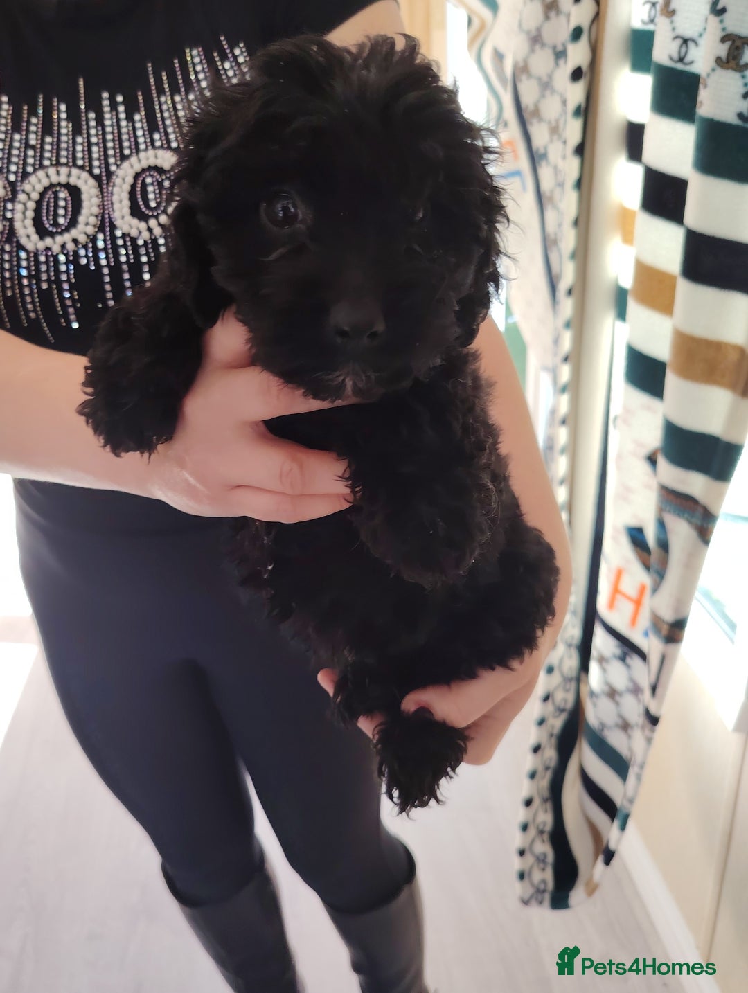 Cavapoo dogs for sale: Cavapoo puppies - Image 2