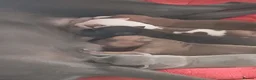Italian Greyhound dogs for sale: Italian greyhound x whippet - Advert 12