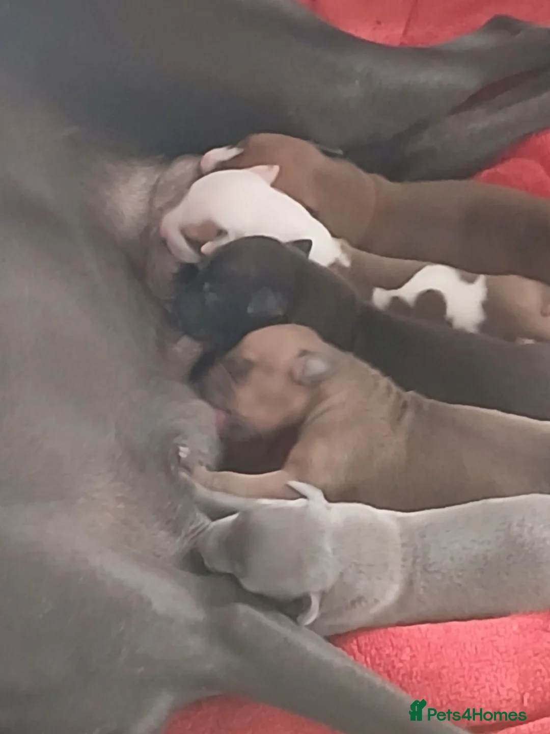 Italian Greyhound dogs for sale: Italian greyhound x whippet - Advert 12