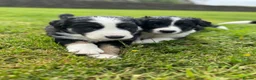 Border Collie dogs for sale: Border Collie Puppy’s litter of 6 gorgeous pups.  - Advert 9