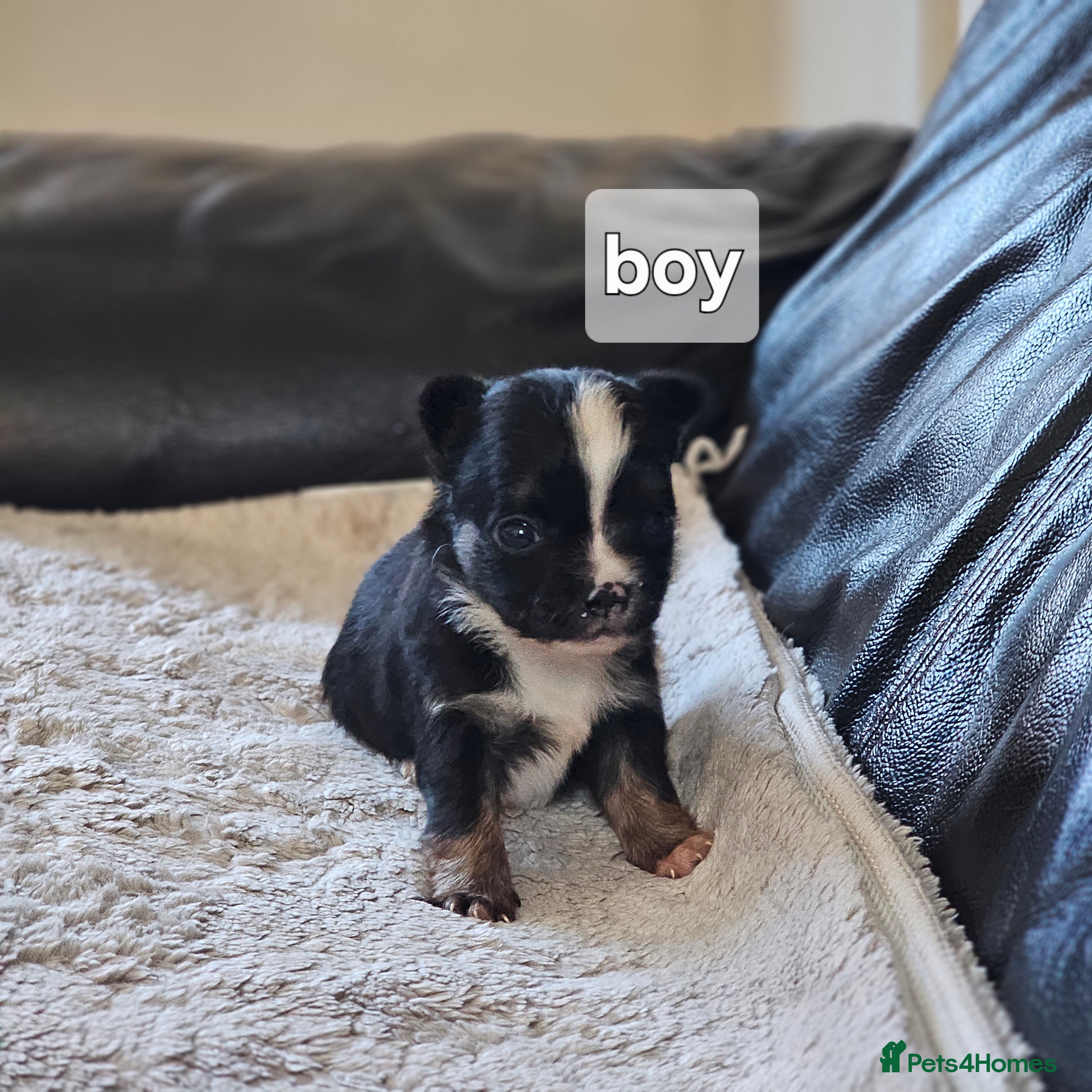 Chihuahua dogs 2 tiny chiuauas - Advert 8