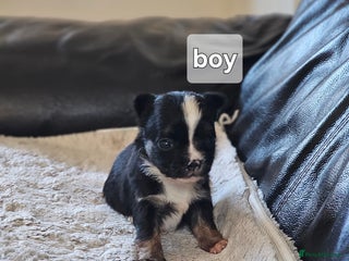 Chihuahua dogs 2 tiny chiuauas - Advert 8