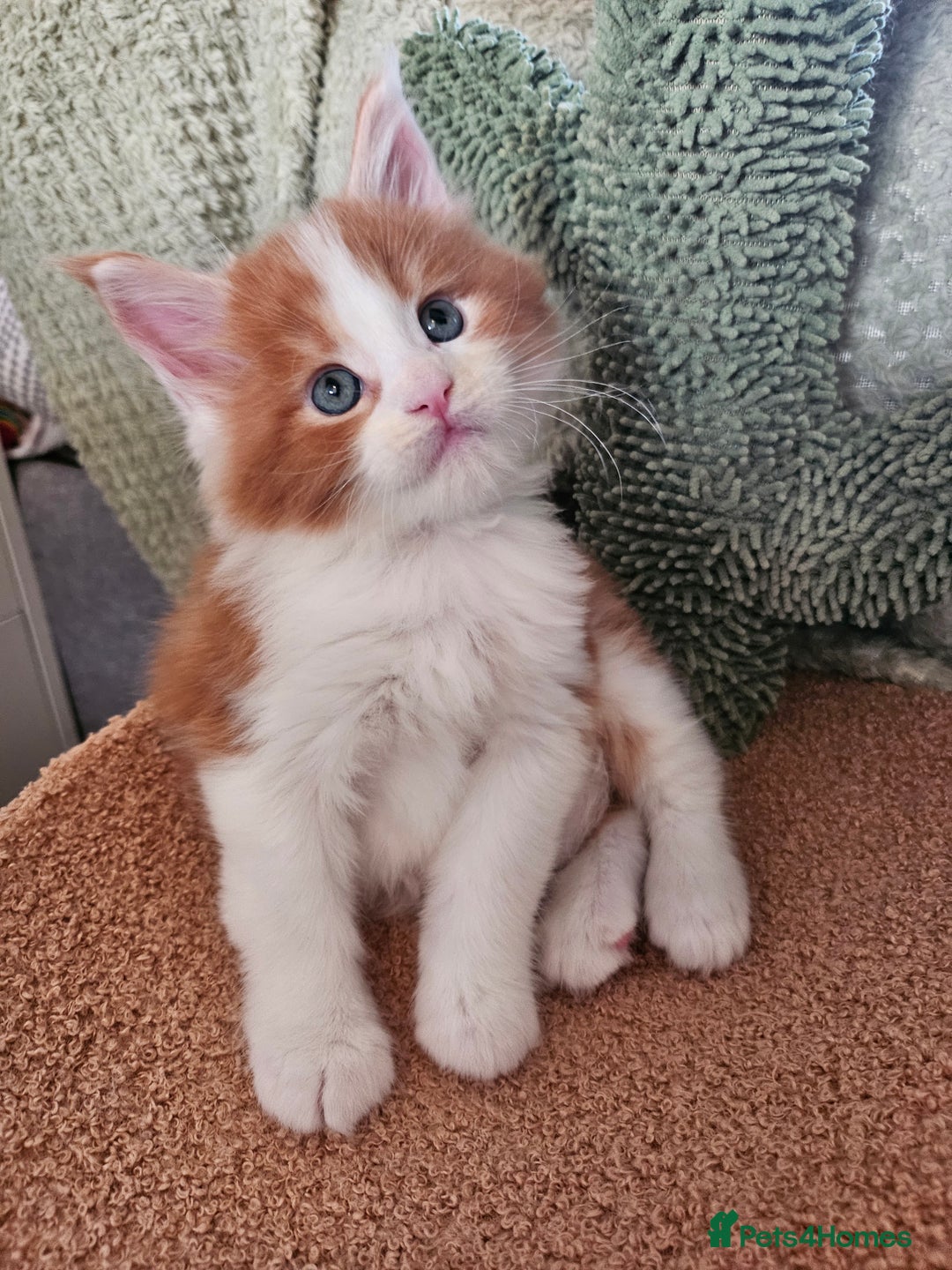 Maine Coon cats for sale: ARIODREAMMAINECOON  - Advert 17