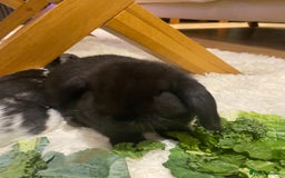 Mini Lop rabbits for sale: Two black mini lops - Image 6