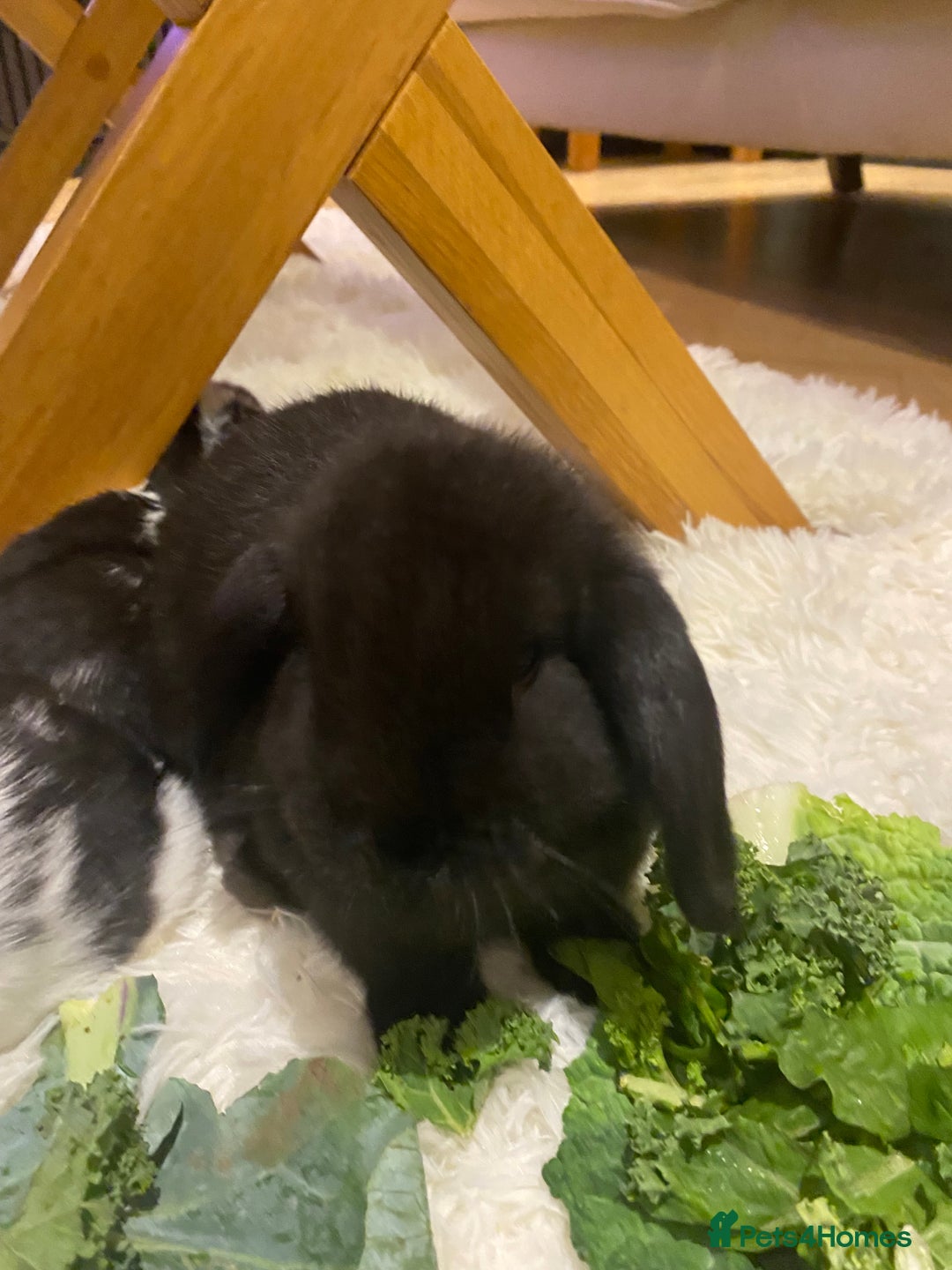 Mini Lop rabbits for sale: Two black mini lops - Image 6