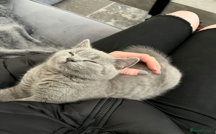 British Shorthair cats for sale - Advert 2