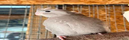 Cockatiels birds for sale: Lovely baby cockatiel  - Advert 4