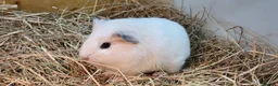 Guinea Pig rodents for sale: 2 bonded male guinea pigs  - Advert 2