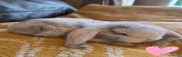 French Lop rabbits for sale: French lops 2 x doe's 2 x Bucks - Advert 3