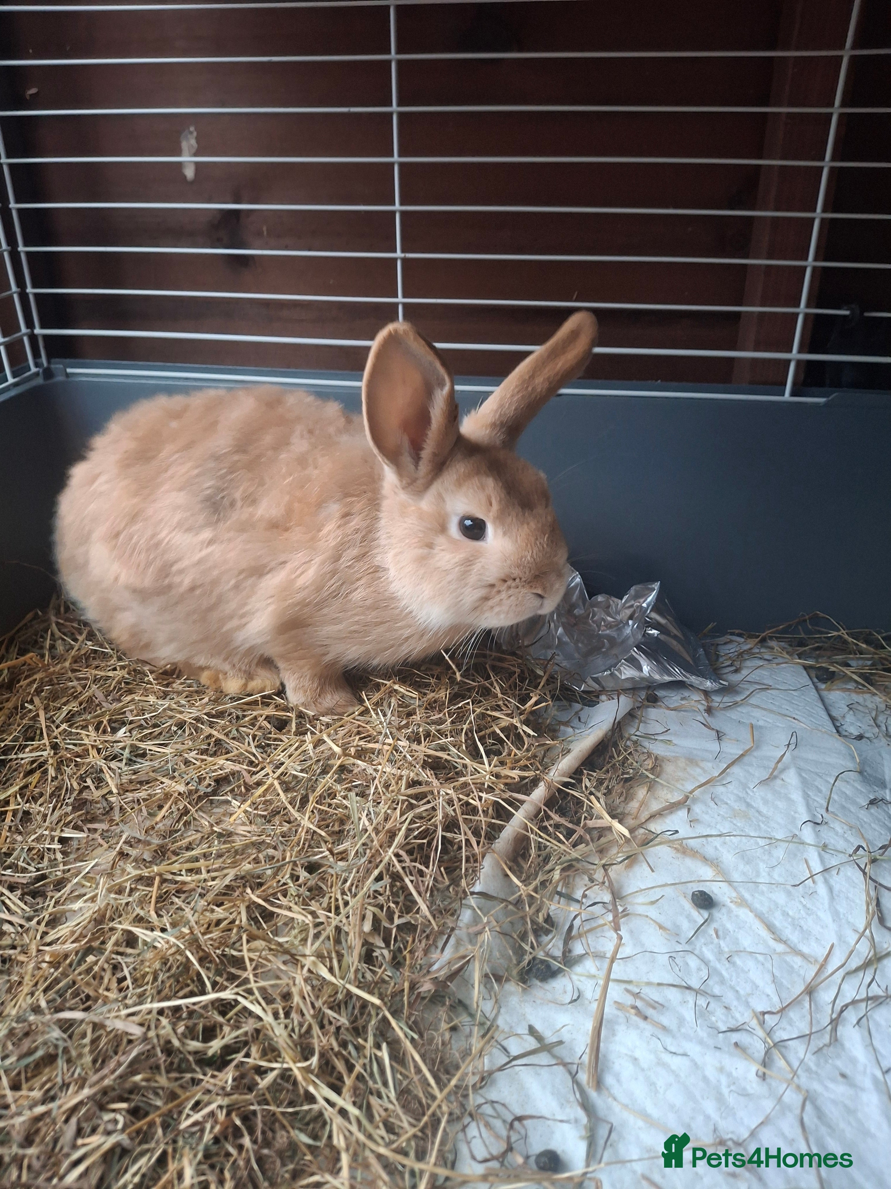 Mixed Breed rabbits Very sweet rex x mini lop still available 7/12 - Advert 10