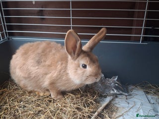 Mixed Breed rabbits Very sweet rex x mini lop babies - Advert 10