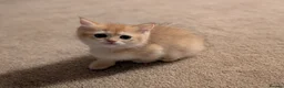 British Shorthair cats for sale: TICA British Shorthair Golden Shaded Kittens - Advert 6