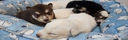 Siberian Husky dogs for sale: Wooly Siberian huskies - all Blue Eyes - Advert 10