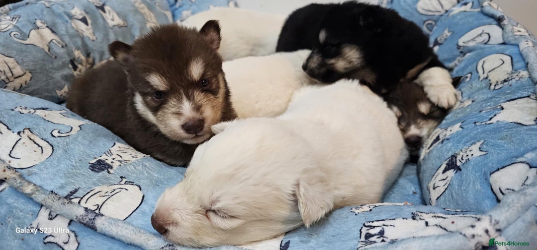 Siberian Husky dogs for sale: Wooly Siberian huskies - all Blue Eyes - Advert 10