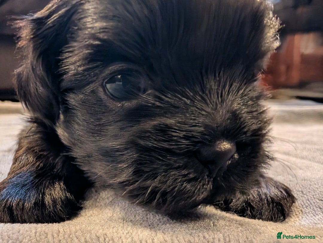 Mixed Breed dogs for sale: Beautiful Shi Tzu Puppies for sale.  - Advert 2