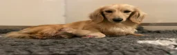 Miniature Dachshund dogs for sale: Two stunning Cream Adult female Dachshunds  - Advert 5