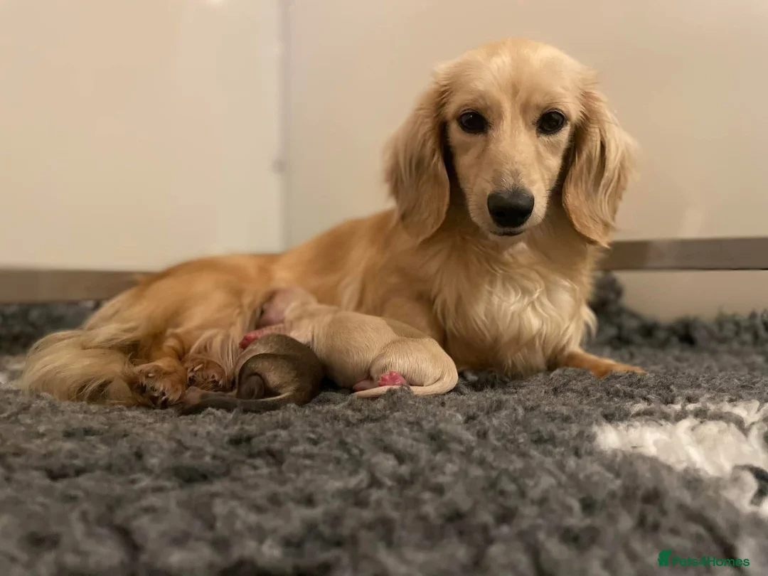 Miniature Dachshund dogs for sale: Two stunning Cream Adult female Dachshunds  - Advert 5
