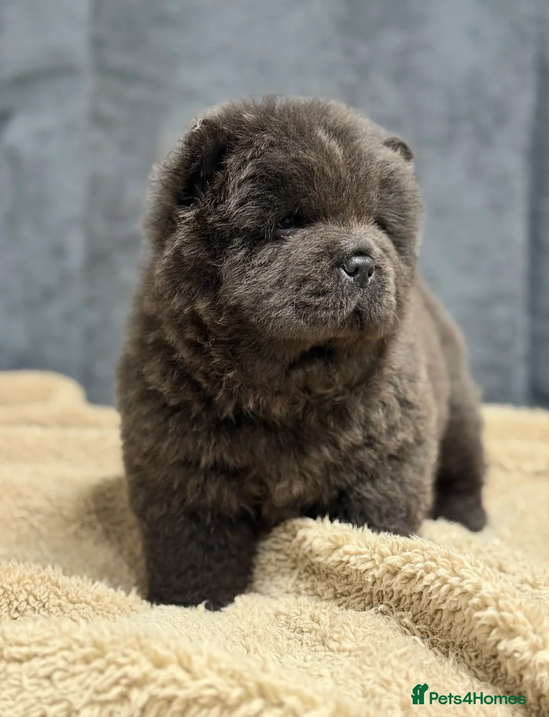 Chow Chow dogs for sale: 🧸🧸Beautiful Chow Chow Puppies🧸🧸 - Advert 7