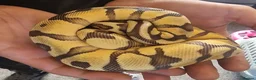 Python Snake reptiles for sale: Young Royal Pythons in Sheffield - Advert 2