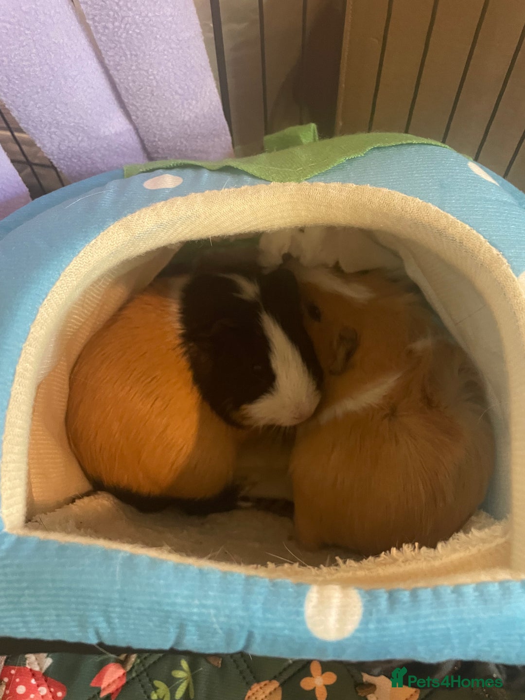 Guinea Pig rodents for sale: 2 male bonded guinea pigs  - Image 2
