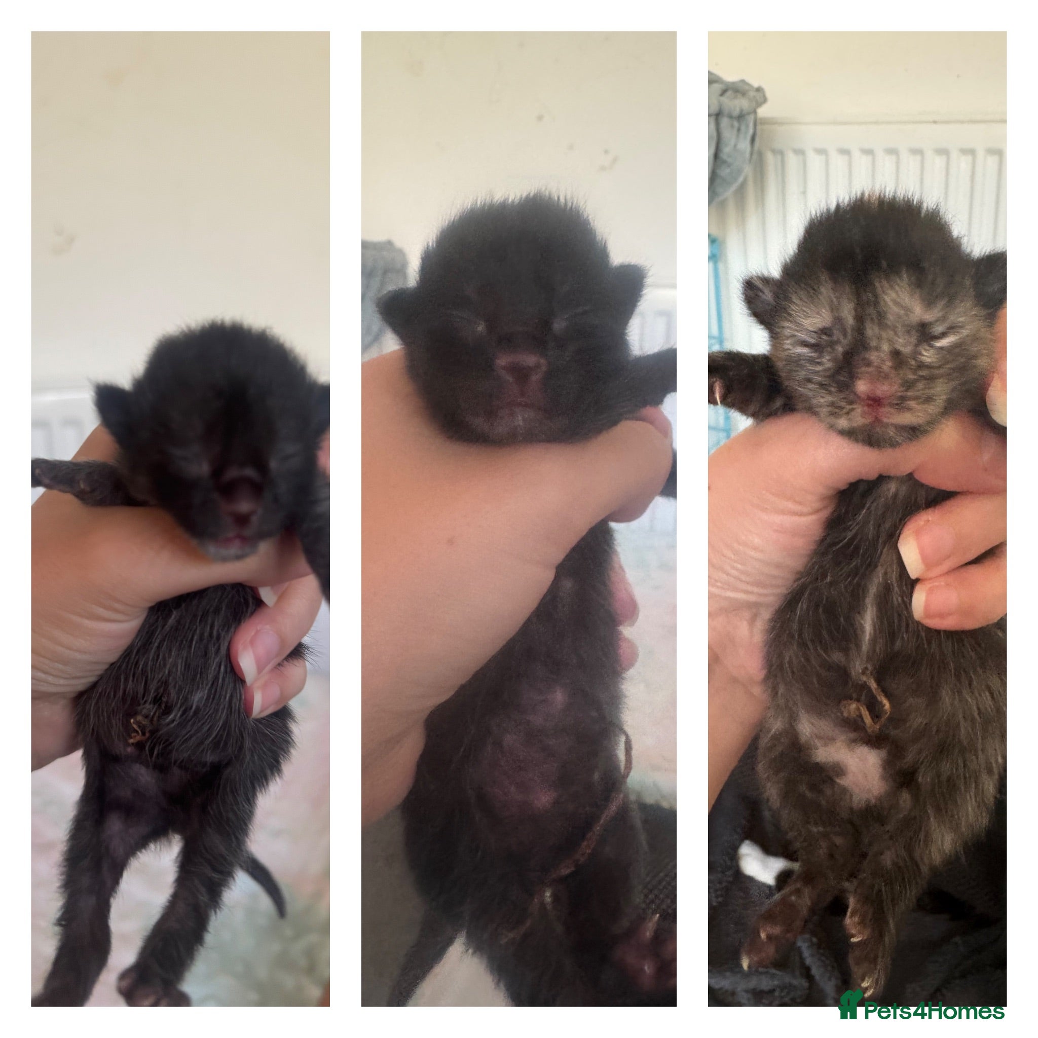 Mixed Breed cats 4 beautiful kittens for sale - Advert 17