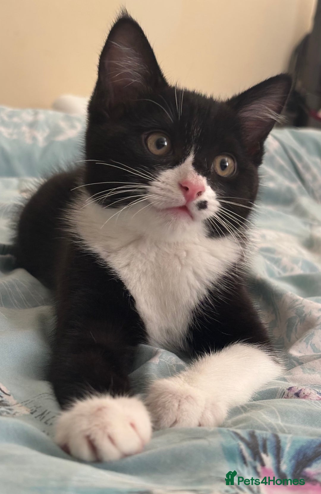Ragdoll cats for sale: (REDUCED) Adorable Ragdoll Mix Tuxedo Kittens - Image 1