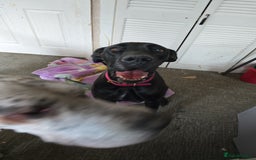 Great Dane dogs for sale: Beautiful females Great dane - Image 3