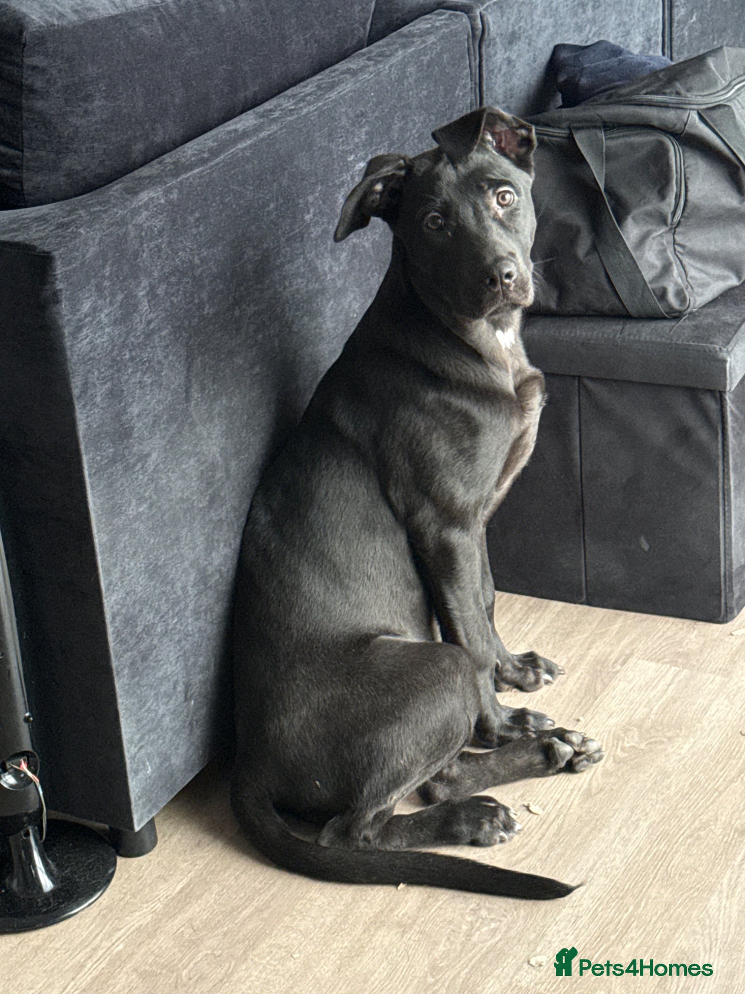 Mixed Breed dogs Love Cane Corso X Belgian Malinois  - Advert 5