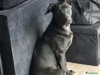 Mixed Breed dogs Love Cane Corso X Belgian Malinois - Advert 11