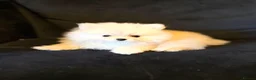 Pomeranian dogs for sale: Fluffy Sable Poms - Advert 12