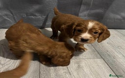 Cocker Spaniel dogs for sale: Cocker Spaniel Puppies  - Image 9