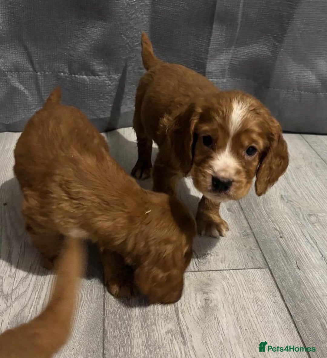 Cocker Spaniel dogs for sale: Cocker Spaniel Puppies  - Image 9