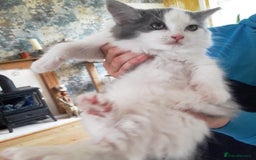 Ragdoll cats for sale: Maincoon ×Ragdoll (Ragcoon) kittens  - Image 10