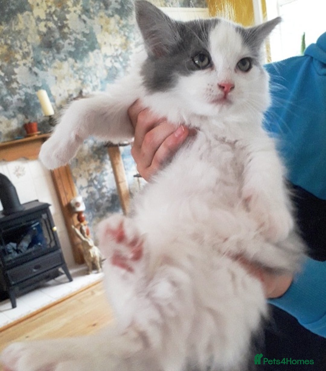 Ragdoll cats for sale: Maincoon ×Ragdoll (Ragcoon) kittens  - Image 10